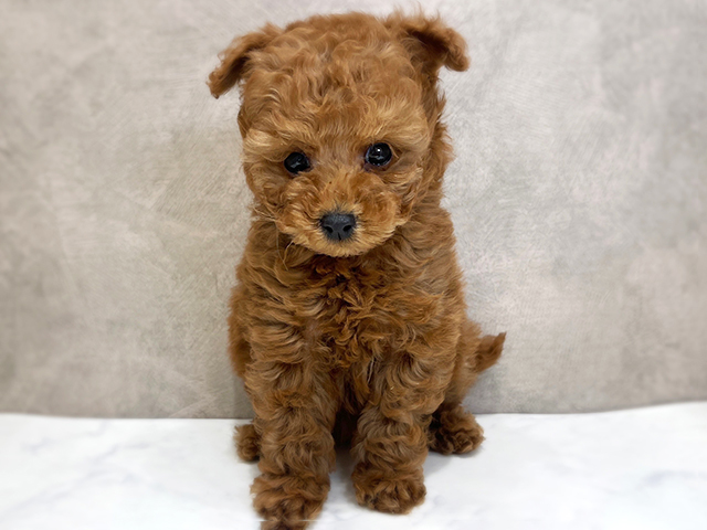 千葉県のトイプードル(タイニー) (ペッツファーストららぽーとTOKYO-BAY店/2025年11月27日生まれ/女の子/レッド)の子犬の1枚目の画像