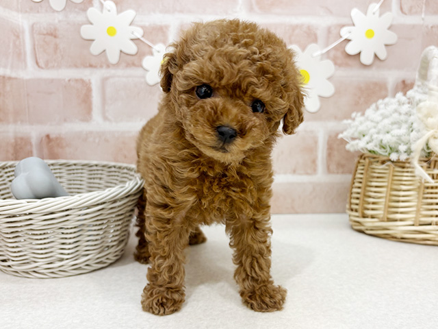 東京都のトイプードル(タイニー) (ペッツファーストお台場店/2025年11月27日生まれ/女の子/レッド)の子犬の1枚目の画像