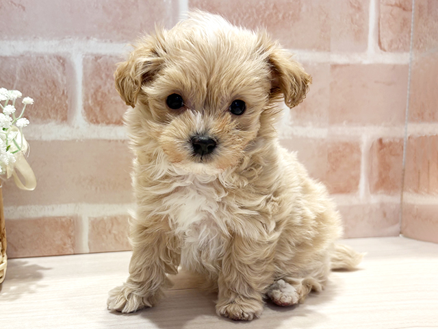 神奈川県のマルプー(マルチーズ×プードル) (ペッツファースト横浜元町店/2025年11月27日生まれ/男の子/アプリコット)の子犬の1枚目の画像