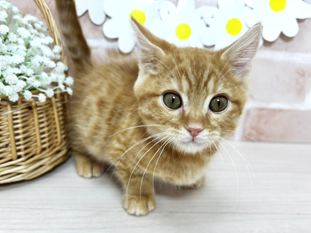 静岡県のマンチカン (ペッツファースト富士南店/2025年11月28日生まれ/男の子/レッドタビー)の子猫の1枚目の画像