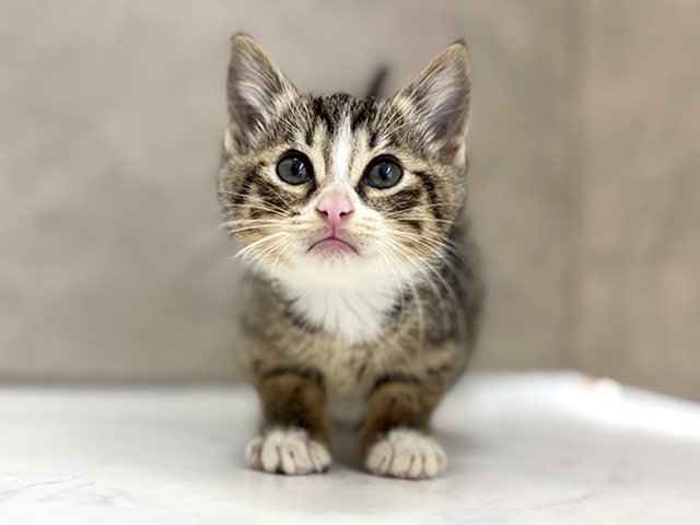 大阪府のマンチカン (ペッツファースト東大阪店/2025年11月28日生まれ/男の子/ブラウンタビーホワイト)の子猫の1枚目の画像