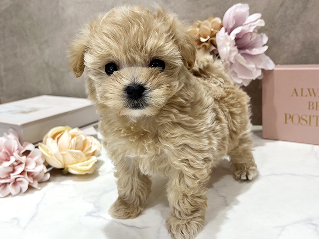 東京都のマルプー(マルチーズ×プードル) (ペッツファースト新宿店/2025年11月28日生まれ/女の子/アプリコット)の子犬