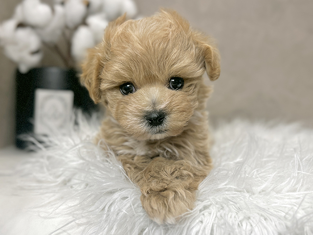 東京都のマルプー(マルチーズ×プードル) (ペッツファースト青山店/2025年11月28日生まれ/男の子/アプリコット)の子犬