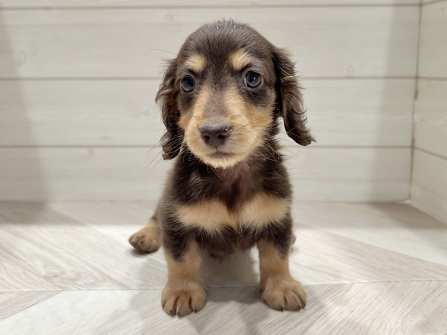 東京都のミニチュアダックスフンド(ロング) (ペッツファースト豊洲店/2025年11月21日生まれ/男の子/チョコレートタン)の子犬の1枚目の画像