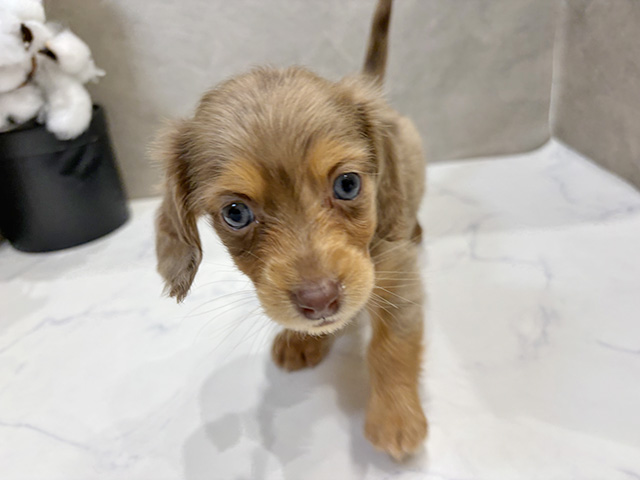 愛知県のミニチュアダックスフンド(ロング) (ペッツファースト名古屋栄店/2025年11月28日生まれ/男の子/チョコレートダップル)の子犬