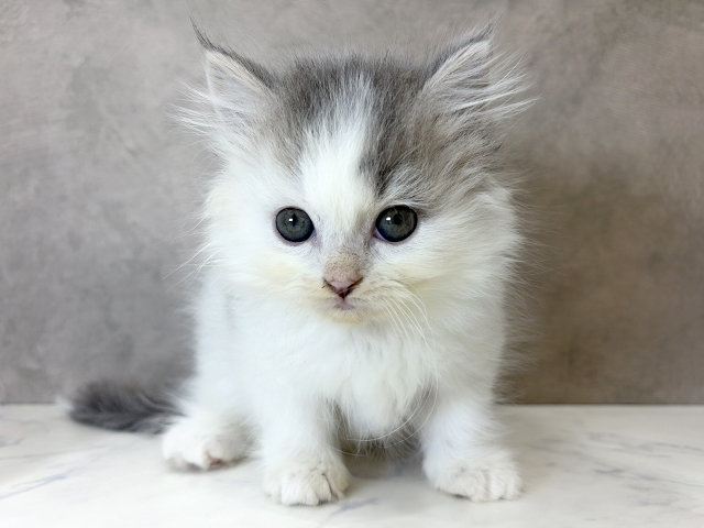 京都府のミヌエット (ペッツファースト京都四条河原町店/2025年11月28日生まれ/男の子/ブルーホワイト)の子猫の1枚目の画像