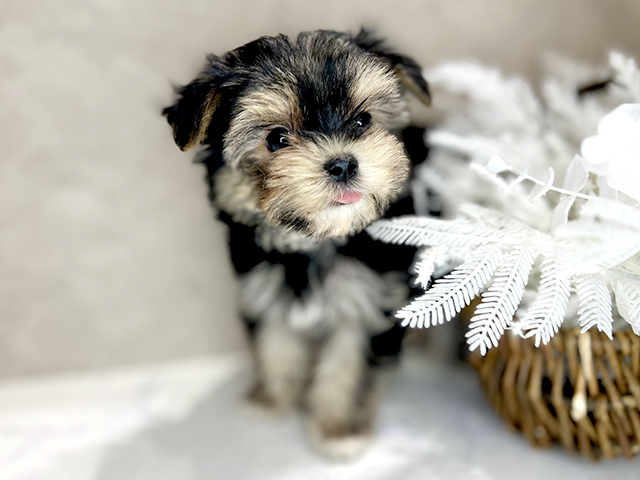 大阪府のマルキー/マルヨーキー(マルチーズ×ヨークシャーテリア) (ペッツファースト茶屋町店/2025年11月28日生まれ/男の子/スチールブルータン)の子犬の1枚目の画像