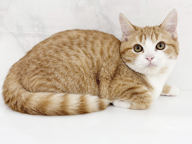 石川県のスコティッシュフォールド (ペッツファースト御経塚店/2025年11月19日生まれ/男の子/レッドタビーホワイト)の子猫の1枚目の画像