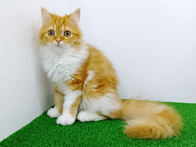 富山県のスコティッシュフォールド (ペッツファースト富山店/2025年10月24日生まれ/女の子/レッドタビーホワイト)の子猫の1枚目の画像