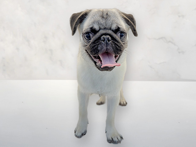 石川県のパグ (ペッツファースト御経塚店/2025年10月23日生まれ/男の子/フォーン)の子犬