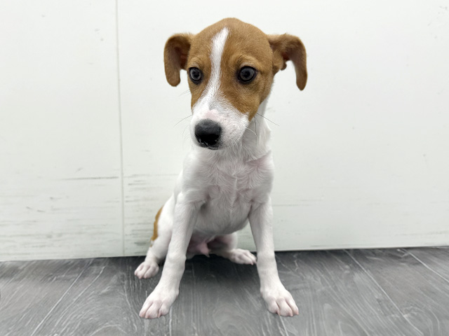 ジャックラッセルテリア, 性別 男の子, 誕生日 2025/11/10, 毛色 タンホワイト, 出身 岡山県, 店舗 御経塚店(石川県), お問い合わせ番号 200019218