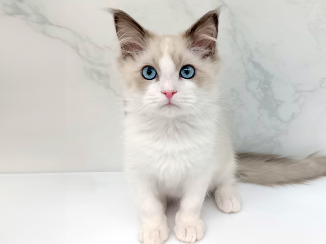 東京都のラグドール (ペッツファーストビバホーム豊洲店/2025年11月21日生まれ/男の子/ブルーポイントバイカラー)の子猫の1枚目の画像