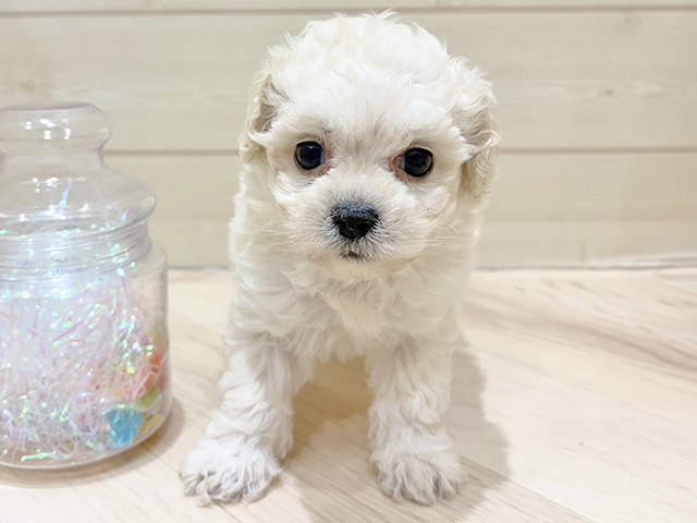大阪府のビションプー(ビションフリーゼ×プードル) (ペッツファーストららぽーと門真店/2025年11月28日生まれ/女の子/ホワイト)の子犬の1枚目の画像