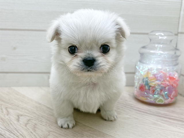 東京都のチワペキ/ペキチー/ペキチワ(チワワ×ペキニーズ) (ペッツファースト渋谷店/2025年11月29日生まれ/男の子/クリーム)の子犬の1枚目の画像