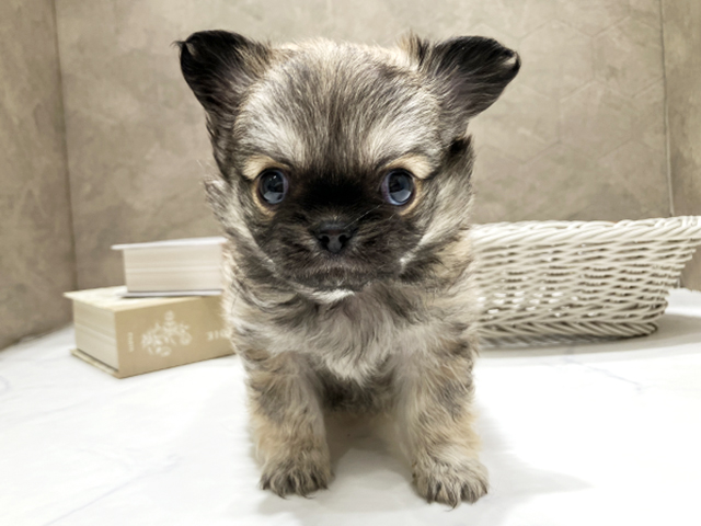 東京都のチワペキ/ペキチー/ペキチワ(チワワ×ペキニーズ) (ペッツファースト晴海店/2025年11月29日生まれ/男の子/フォーン)の子犬の1枚目の画像