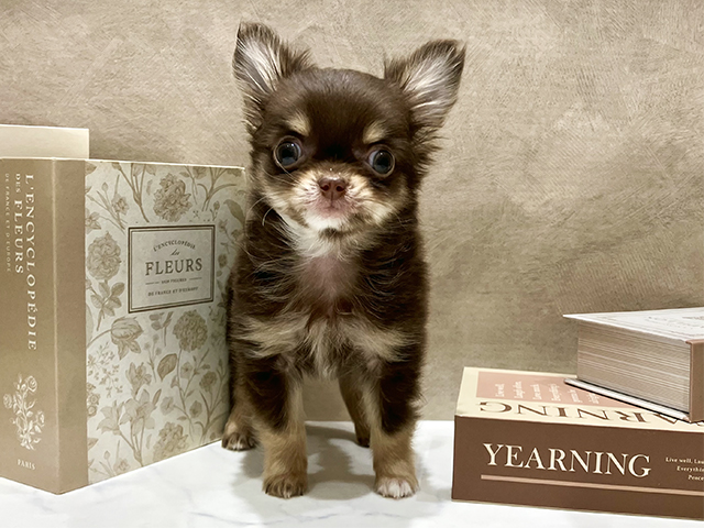 奈良県のチワワ(ロング) (ペッツファースト橿原店/2025年11月29日生まれ/男の子/チョコレートタン)の子犬の1枚目の画像