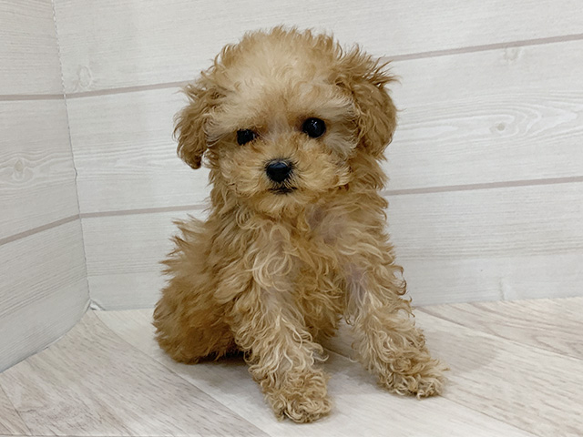 福岡県のトイプードル(ティーカップ) (ペッツファースト福岡天神店/2025年11月22日生まれ/男の子/アプリコット)の子犬