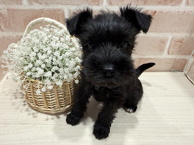 神奈川県のミニチュアシュナウザー (ペッツファースト秦野店/2025年11月29日生まれ/女の子/ブラック)の子犬の1枚目の画像