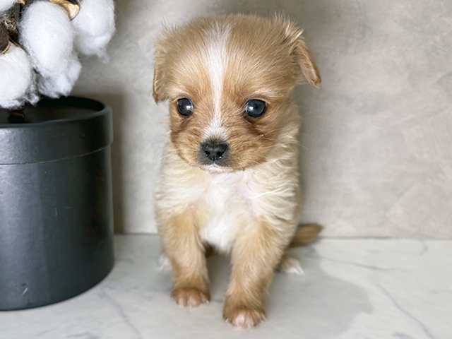 福岡県のハーフ犬・ミックス犬 (ペッツファースト福津店/2025年11月29日生まれ/男の子/クリームホワイト)の子犬の1枚目の画像