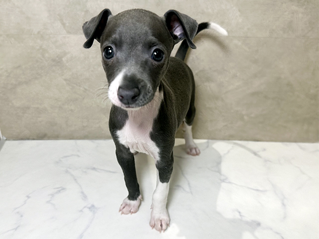 福岡県のイタリアングレーハウンド (ペッツファースト福津店/2025年11月25日生まれ/女の子/ブルーホワイト)の子犬の1枚目の画像