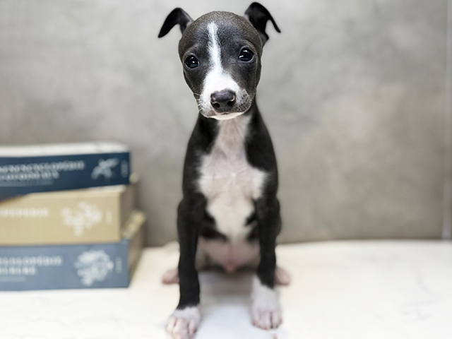 埼玉県のイタリアングレーハウンド (ペッツファースト川口店/2025年11月29日生まれ/男の子/ブルーホワイト)の子犬の1枚目の画像