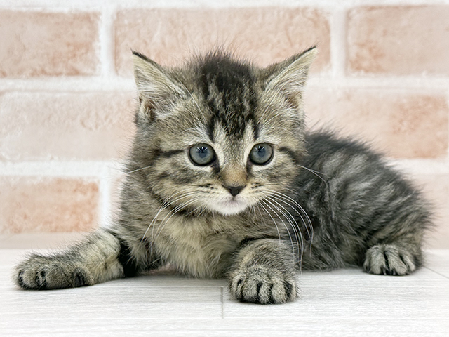 東京都のマンチカン (ペッツファースト八王子多摩美大前店/2025年11月25日生まれ/女の子/ブラウンタビー)の子猫の1枚目の画像