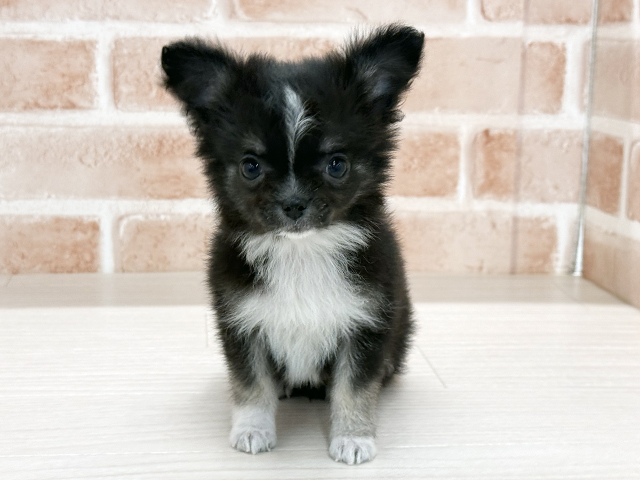 東京都のチワワ(ロング) (ペッツファースト八王子多摩美大前店/2025年11月30日生まれ/女の子/ブラックタンホワイト)の子犬の1枚目の画像