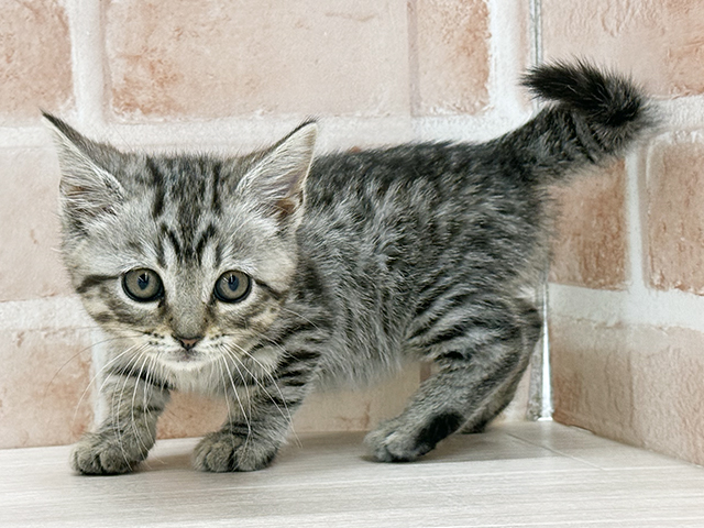 東京都のジェネッタ (ペッツファースト八王子多摩美大前店/2025年12月1日生まれ/女の子/シルバースポットタビー)の子猫の1枚目の画像