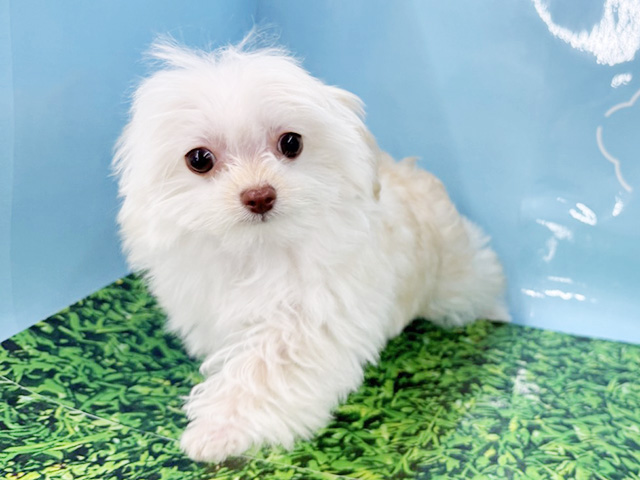 神奈川県のチワプー/プーチー(チワワ×プードル) (ペッツファースト湘南平塚店/2025年12月1日生まれ/男の子/クリームホワイト)の子犬の1枚目の画像