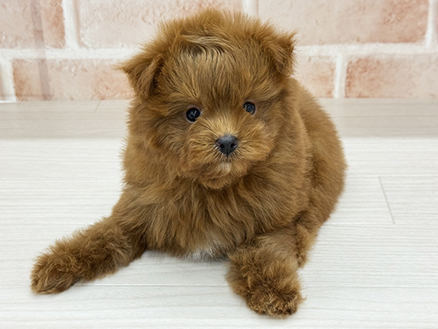 東京都のポメプー(ポメラニアン×プードル) (ペッツファースト八王子多摩美大前店/2025年11月22日生まれ/男の子/レッド)の子犬の1枚目の画像