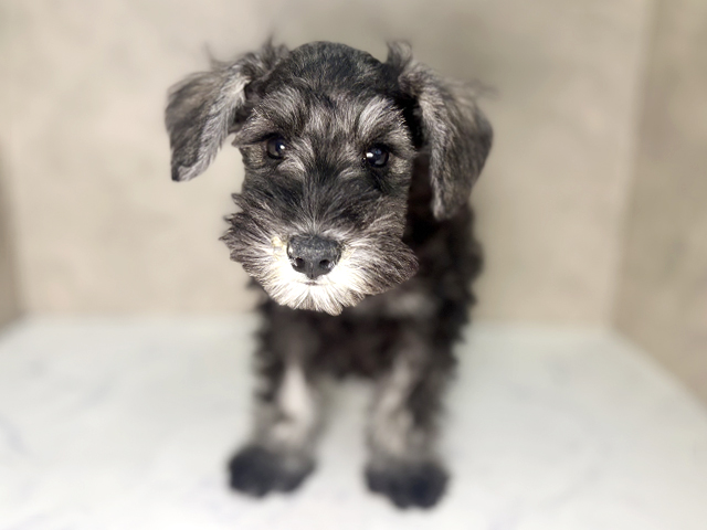 大阪府のミニチュアシュナウザー (ペッツファースト東大阪店/2025年11月18日生まれ/女の子/ソルトペッパー)の子犬