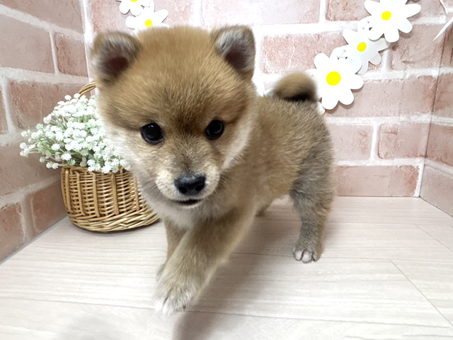 静岡県のポメ柴/豆ポメ/ポメ豆柴(ポメラニアン×柴犬) (ペッツファースト富士南店/2025年11月30日生まれ/男の子/赤)の子犬の1枚目の画像