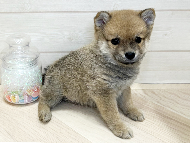 大阪府のポメ柴/豆ポメ/ポメ豆柴(ポメラニアン×柴犬) (ペッツファーストららぽーと門真店/2025年11月30日生まれ/男の子/赤)の子犬