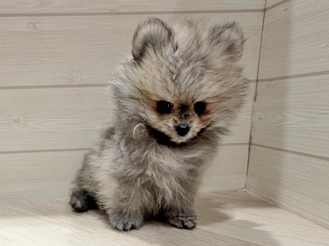 東京都のポメラニアン (ペッツファースト豊洲店/2025年11月22日生まれ/男の子/クリームセーブル)の子犬の1枚目の画像