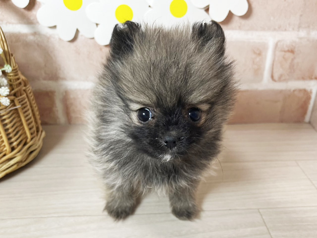 静岡県のポメラニアン (ペッツファースト富士南店/2025年11月29日生まれ/女の子/ウルフセーブル)の子犬の1枚目の画像