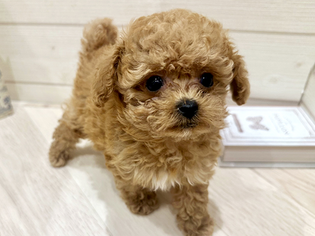 愛知県のトイプードル(ティーカップ) (ペッツファースト岡崎店/2025年11月30日生まれ/女の子/アプリコット)の子犬の1枚目の画像