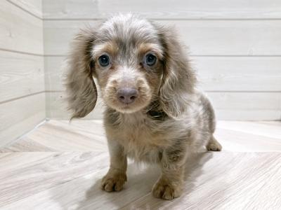 広島県のカニンヘンダックスフンド(ロング) (ペッツファースト宇品店/2025年10月7日生まれ/男の子/イザベラダップル)の子犬の1枚目の画像