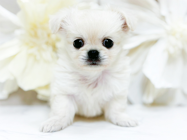 東京都のチワペキ/ペキチー/ペキチワ(チワワ×ペキニーズ) (ペッツファースト恵比寿店/2025年12月1日生まれ/女の子/クリームホワイト)の子犬