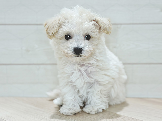 埼玉県のビションプー(ビションフリーゼ×プードル) (ペッツファーストレイクタウン店/2025年12月1日生まれ/男の子/クリーム)の子犬