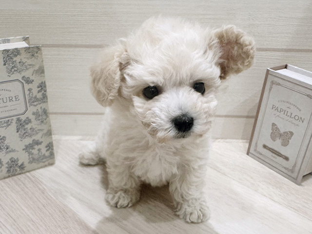 愛知県のビションプー(ビションフリーゼ×プードル) (ペッツファースト岡崎店/2025年12月1日生まれ/男の子/クリーム)の子犬の1枚目の画像