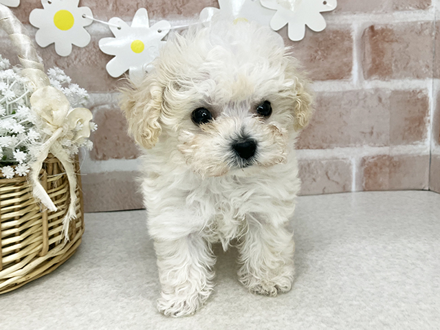 東京都のビションプー(ビションフリーゼ×プードル) (ペッツファーストお台場店/2025年12月1日生まれ/男の子/クリーム)の子犬の1枚目の画像