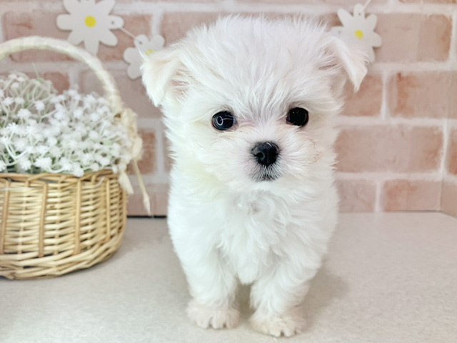 東京都のチワマル/マルチワ(チワワ×マルチーズ) (ペッツファーストお台場店/2025年11月29日生まれ/女の子/ホワイトクリーム)の子犬の1枚目の画像