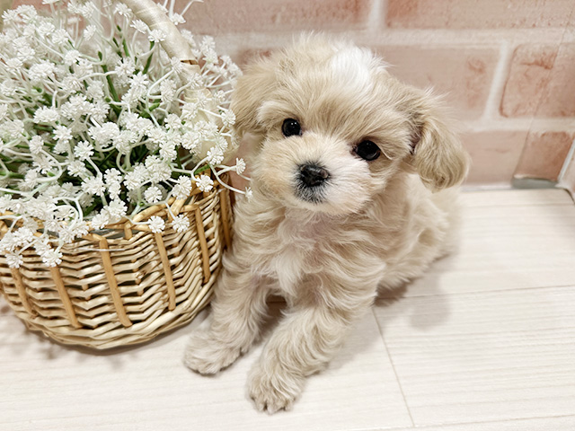 東京都のマルプー(マルチーズ×プードル) (ペッツファースト町田店/2025年12月1日生まれ/男の子/アプリコット)の子犬の1枚目の画像