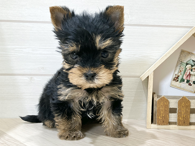 鳥取県のヨークシャーテリア (ペッツファースト日吉津店/2025年12月1日生まれ/男の子/スチールブルータン)の子犬