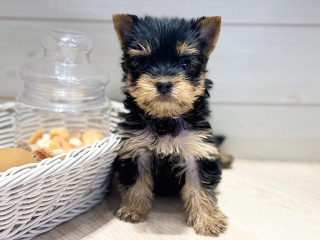 ヨークシャーテリア