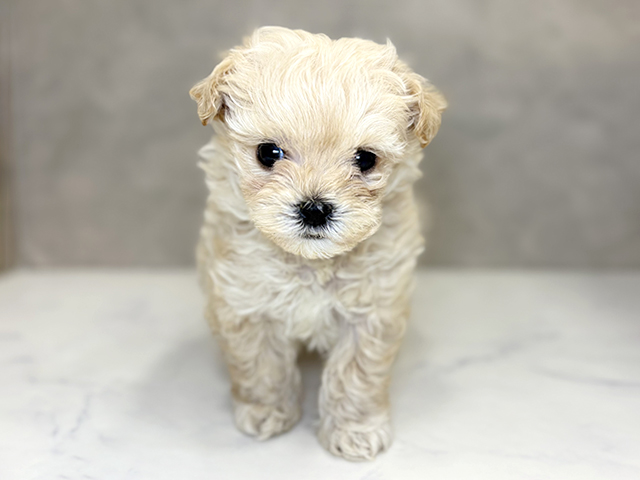 埼玉県のマルプー(マルチーズ×プードル) (ペッツファーストPETEMOレイクタウンmori店/2025年11月30日生まれ/女の子/アプリコット)の子犬の1枚目の画像