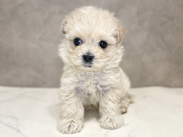 千葉県のマルプー(マルチーズ×プードル) (ペッツファーストららぽーとTOKYO-BAY店/2025年11月30日生まれ/女の子/アプリコット)の子犬の1枚目の画像