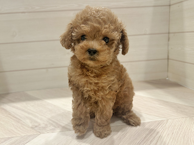 トイプードル