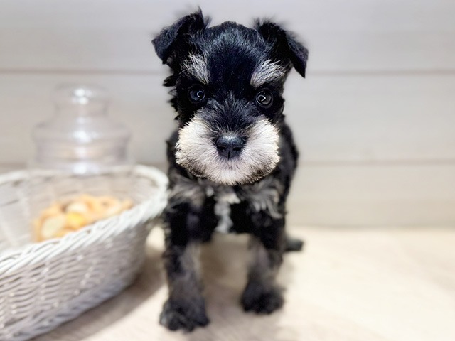 群馬県のミニチュアシュナウザー (ペッツファースト高崎店/2025年11月30日生まれ/男の子/ブラックシルバー)の子犬の1枚目の画像