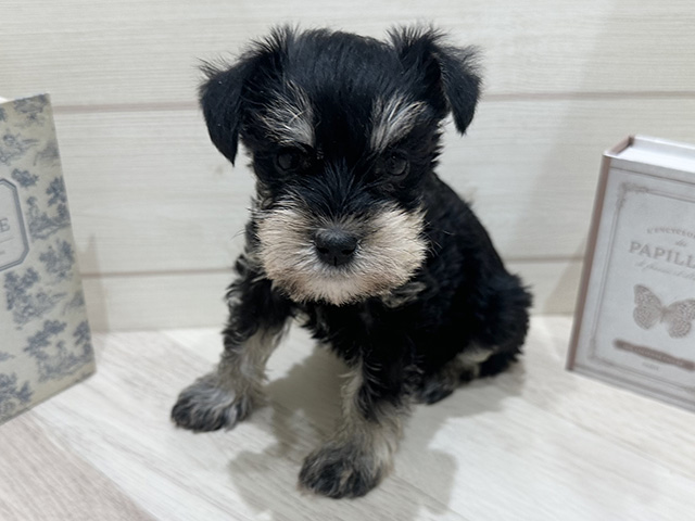 愛知県のミニチュアシュナウザー (ペッツファースト岡崎店/2025年11月30日生まれ/女の子/ブラックシルバー)の子犬の1枚目の画像